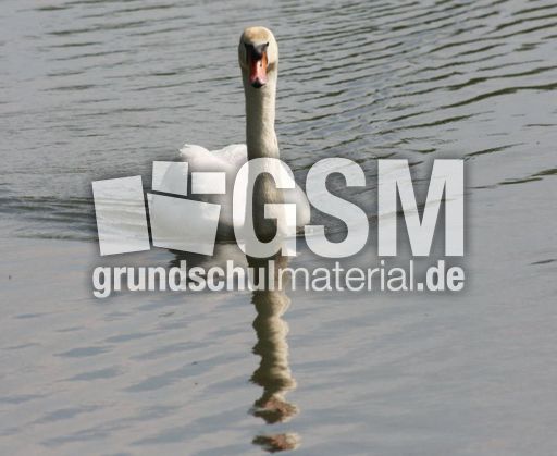 Höckerschwan_8156.jpg